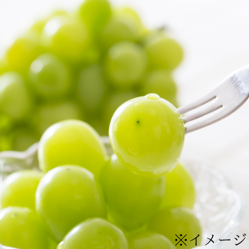〈サンフレッシュ〉シャインマスカット